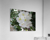 IMG_4573 Acrylic Print