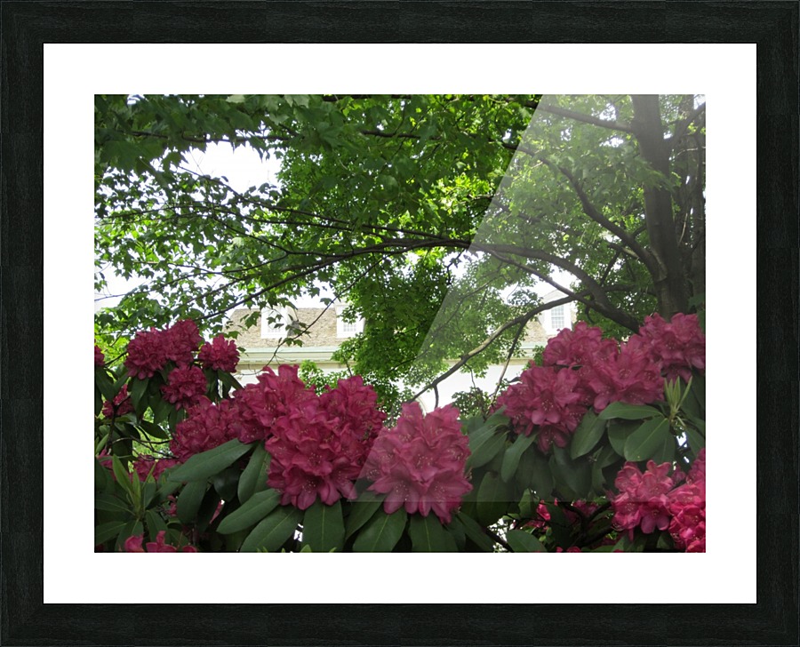 IMG_4568 Picture Frame print