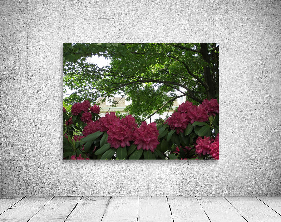 IMG_4568 Wall Preview
