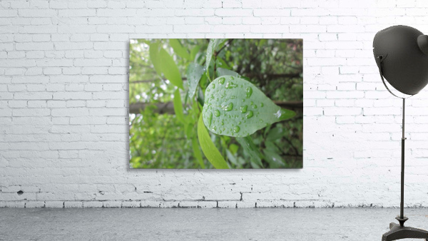 Rain Drops  Wall Preview