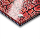 Our Own Dream Blossoms Acrylic print