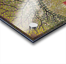 Illuminated Morning Acrylic print