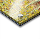 Quaking Aspens Acrylic print