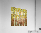 Quaking Aspens Acrylic Print