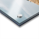 Horse on dry grass field Acrylic print