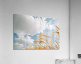 Autumn reeds Acrylic Print