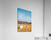 Autumn paddy field Acrylic Print