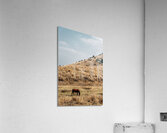 Horse on dry grass field Acrylic Print