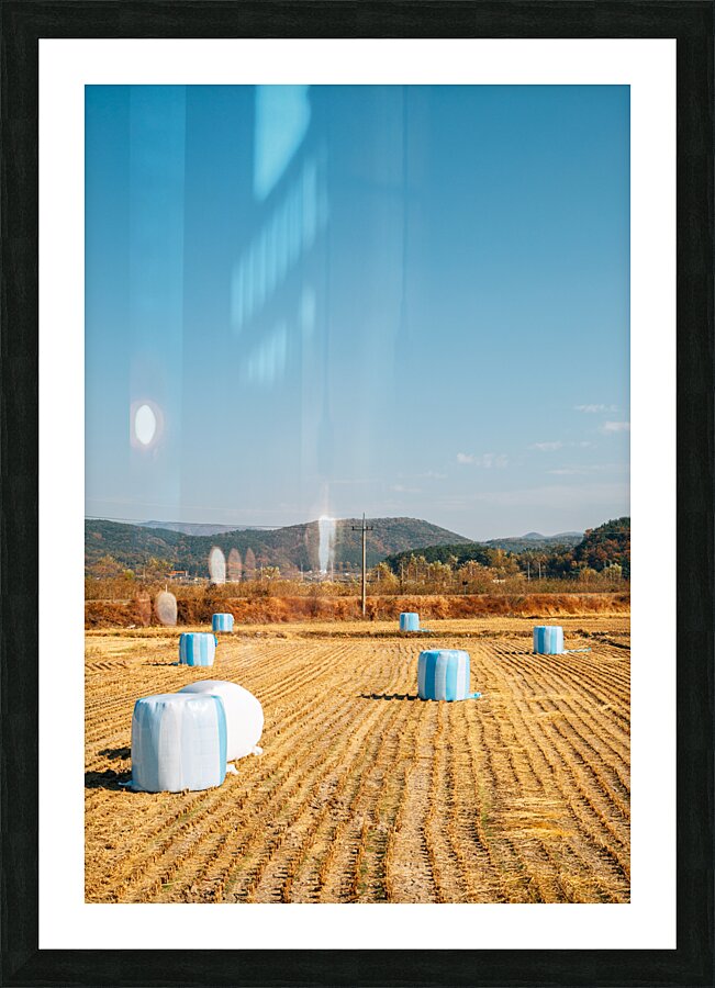 Autumn paddy field Picture Frame print