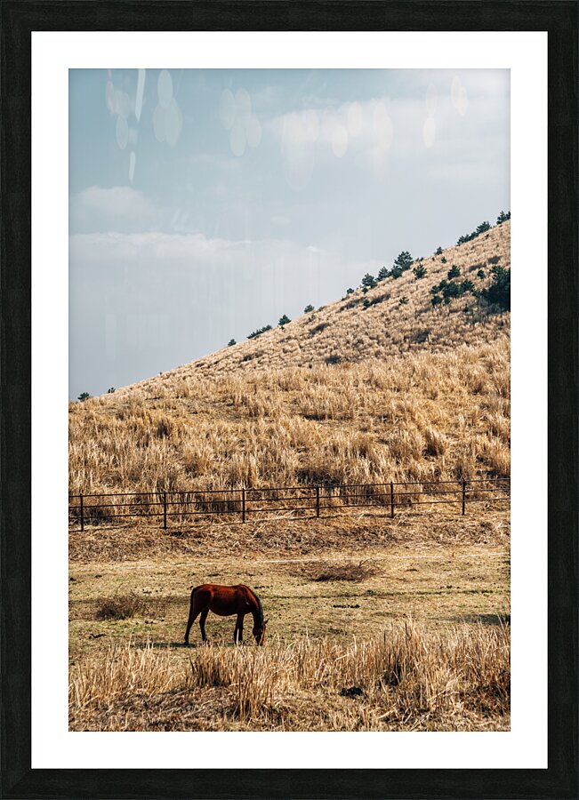 Horse on dry grass field Picture Frame print