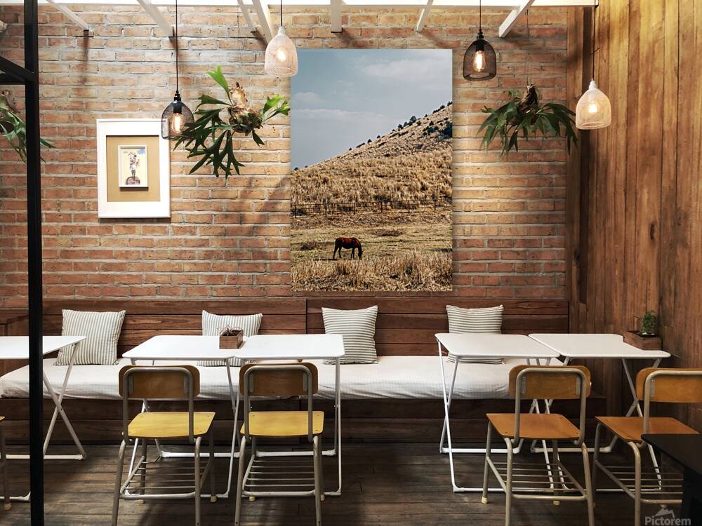 Horse on dry grass field Reproduction