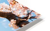 Himeji Castle spring HD Metal print