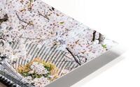 Imaicho cherry blossoms road HD Metal print