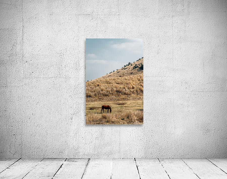 Horse on dry grass field Wall Preview