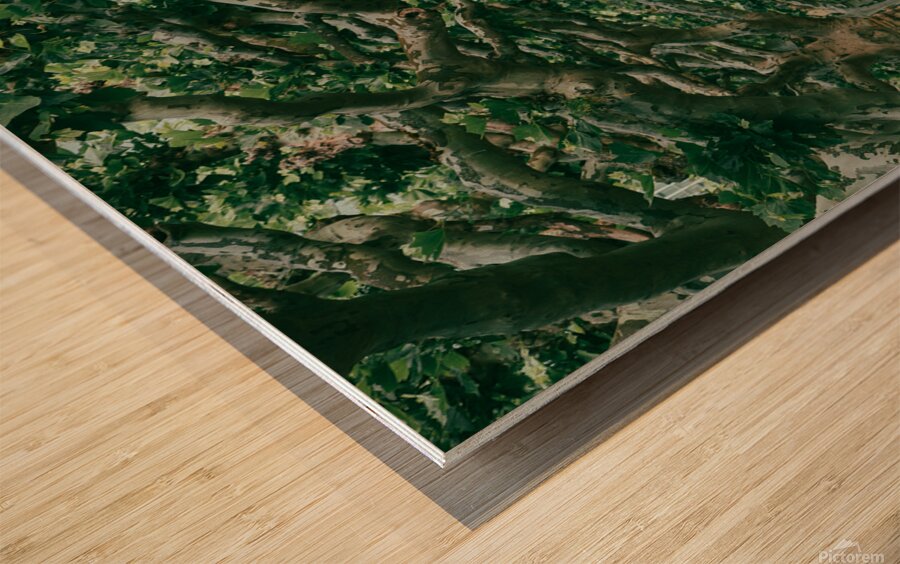 green forest city Wood print