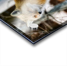 Foxy lady Acrylic print