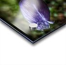 Crocus  Acrylic print