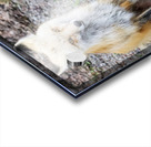 Vixen full body Acrylic print