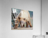 6 Acrylic Print