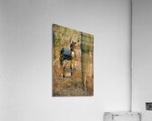 DSC 5098 Acrylic Print