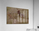 DSC 5023 Acrylic Print