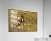 DSC 5062 Acrylic Print