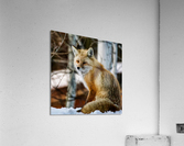 Foxy lady Acrylic Print