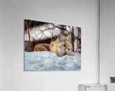 Settling in for the evening Acrylic Print