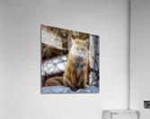 Sitting pretty Acrylic Print