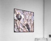 Love Birds Acrylic Print
