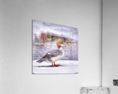 Common Merganser Acrylic Print