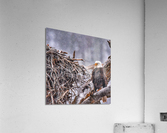 Guarding the nest Acrylic Print