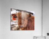 Cow Acrylic Print