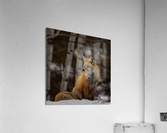 Foxy lady Acrylic Print