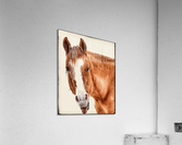 Caught in the act Acrylic Print