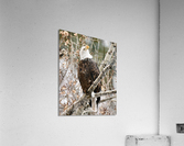 Whats up there Acrylic Print