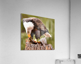 Lunch time Acrylic Print