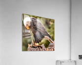 Lunch time Acrylic Print
