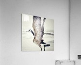 Taking off Acrylic Print