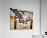 Flying eagle Acrylic Print