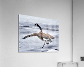 On the run Acrylic Print