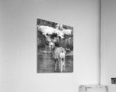 Deer Acrylic Print