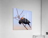 Red-winged blackbird Acrylic Print