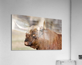Handsome bull Acrylic Print
