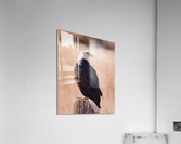 Bald eagle  Acrylic Print