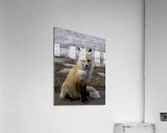 Red fox Acrylic Print
