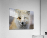 Red fox Acrylic Print