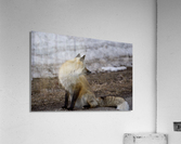 red fox full body Acrylic Print