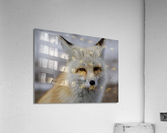 Red fox Acrylic Print