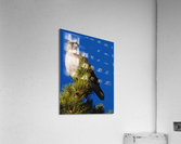 Red-tailed Hawk Acrylic Print